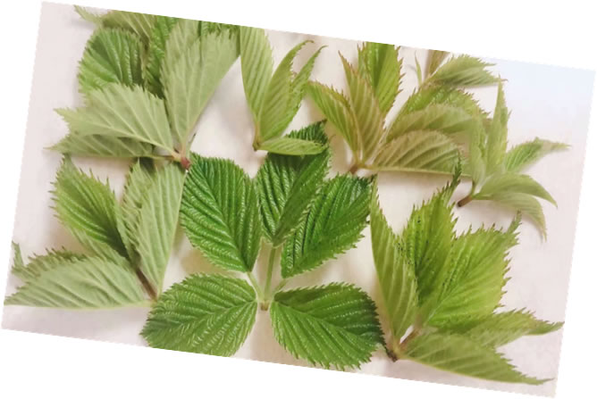 ll